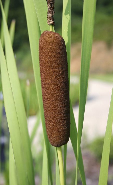 Brown Cattail Plant