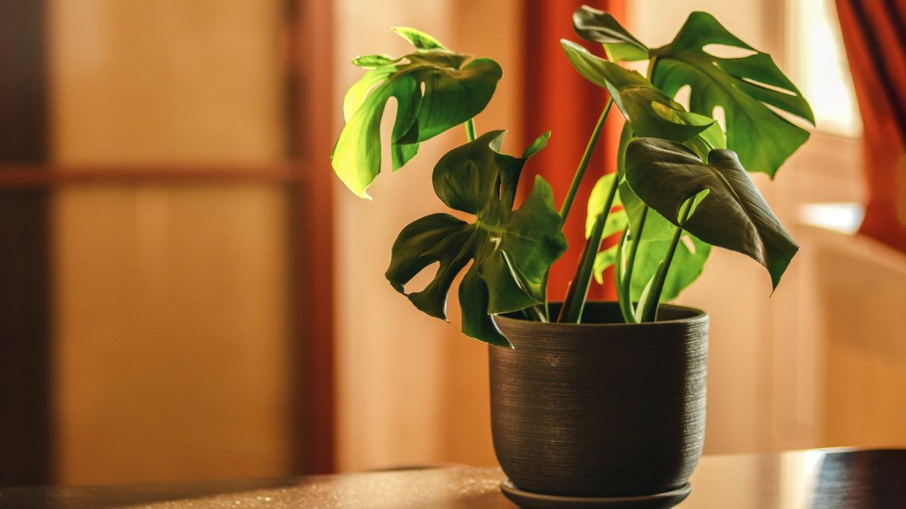 Potted monstera deliciosa