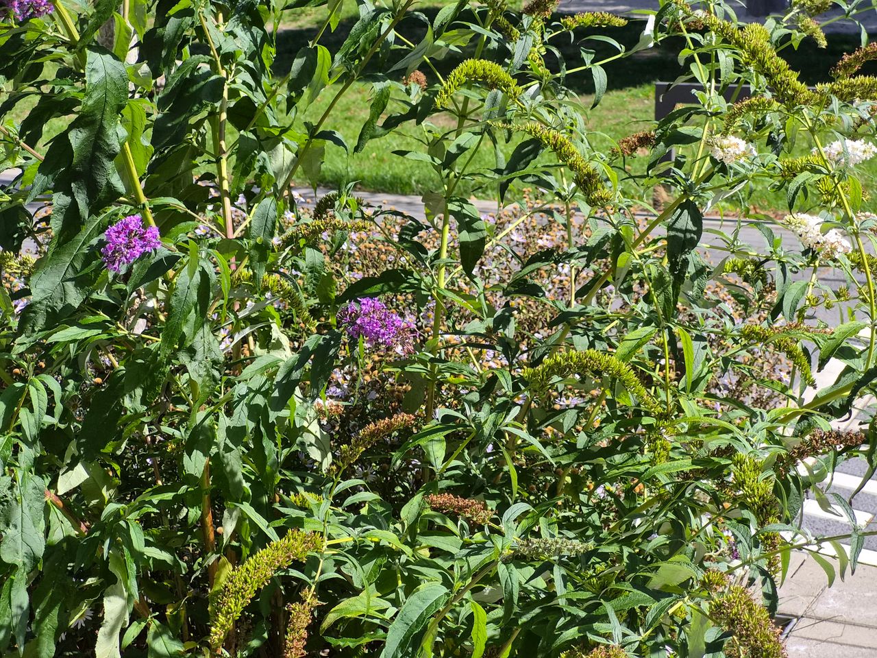 Samsung Galaxy S26 FE voorbeeldfoto