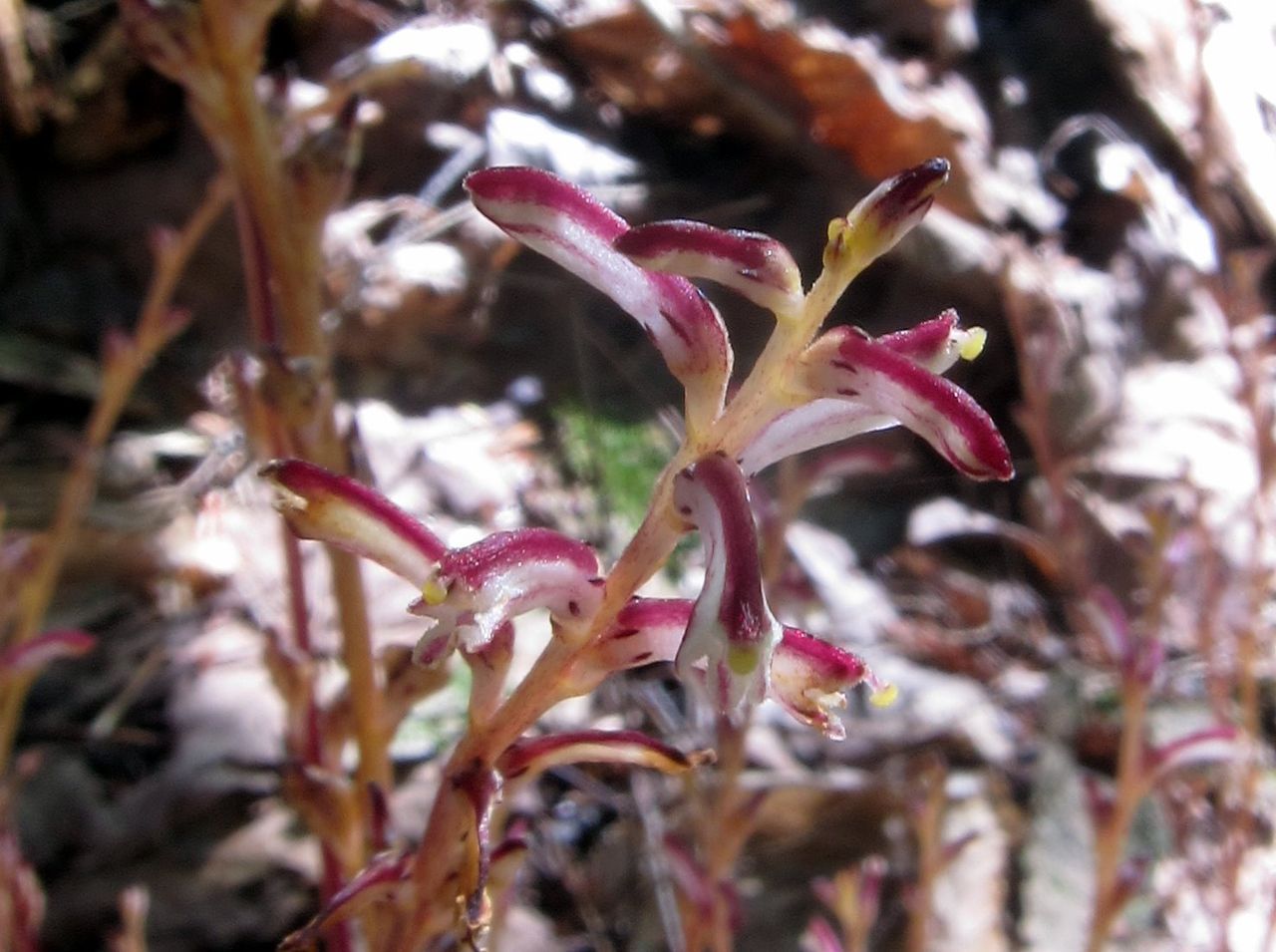 Beachdrop Plant