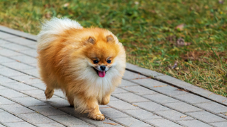 Pomeranian dog walking down a pavement with leg up, one of the signs of luxating patella in dogs