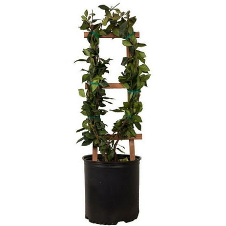 Star Jasmine 'large Leaf' (2.5 Gallon) Aromatic White Blooming Evergreen Vine - Full Sun Live Outdoor Plant