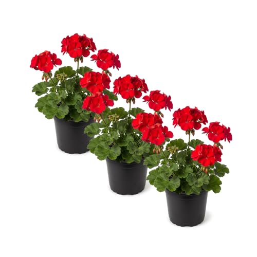 Live Flowering Zonal Geraniums - Red (3 Plants Per Pack) - Beautiful Spring Flowers - 12" Tall by 5" Wide in 1 Qt Pot