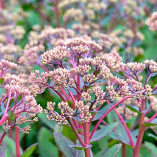 Closeup of Sedum telephium 'Matrona' flowers