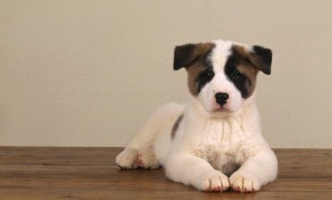 An Akita puppy