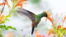 A copper and green hummingbird feeds on nectar from orange honeysuckle flowers