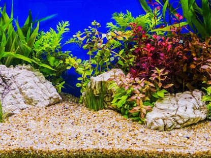 Fish Tank Decoration Ideas (with Artificial Grass) Fish Tank Setup 