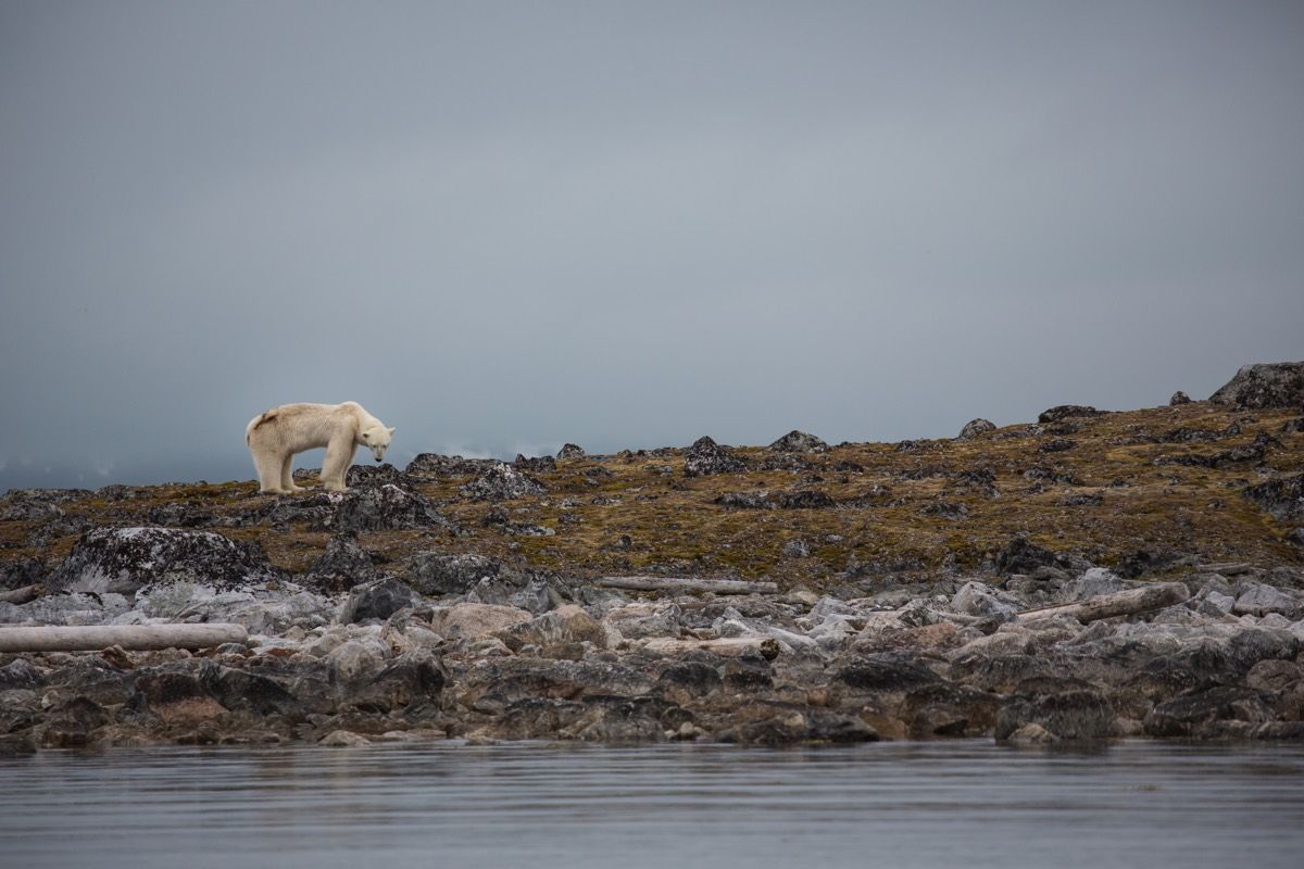Starving Polar Bear's Last Hours Captured in Heartbreaking Video | Live