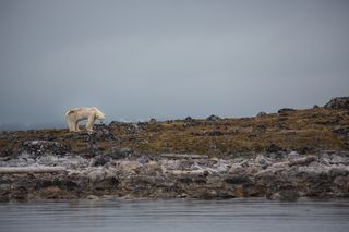 Here, a polar bear stands on the island of Spitsbergen, part of the Svalbard archipelago, bordering the Arctic Ocean and the Norwegian and Greenland Seas.