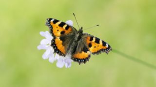 Small tortoiseshell butterfly on a flower