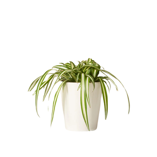 Spider Plant Variegated