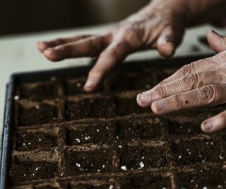 A close up of a hand sowing seeds in trays indoors