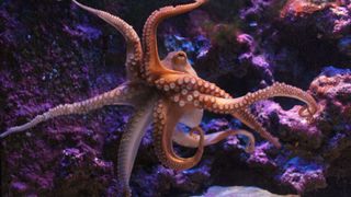 Best exotic pets - Octopus