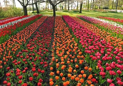 KEUKENHOF