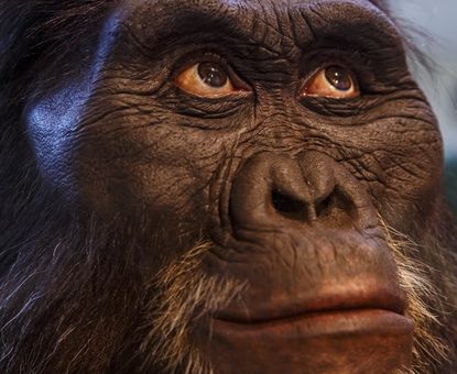 A mask representing an <em>Australopithecus afarensis</em>, a human ancestor that may have given birth in a way that was in-between chimpanzees and humans, scientists have found.