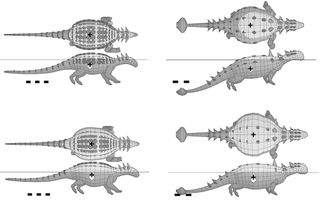 Computer-generated models show the ankylosaur and its cousin, the nodosaur, submerged in the water: (A) an unbloated, floating nodosaur; (B) a bloated, floating nodosaur; (C) an unbloated, floating ankylosaur; and (D) a bloated, floating ankylosaur. The plus sign represents the center of mass, and the diamond represents the center of buoyancy. Notice that the center of mass and buoyancy offset is greater in the bloated models, and this greater offset led to instability while floating. This instability could help the dinosaur flip over onto its back.