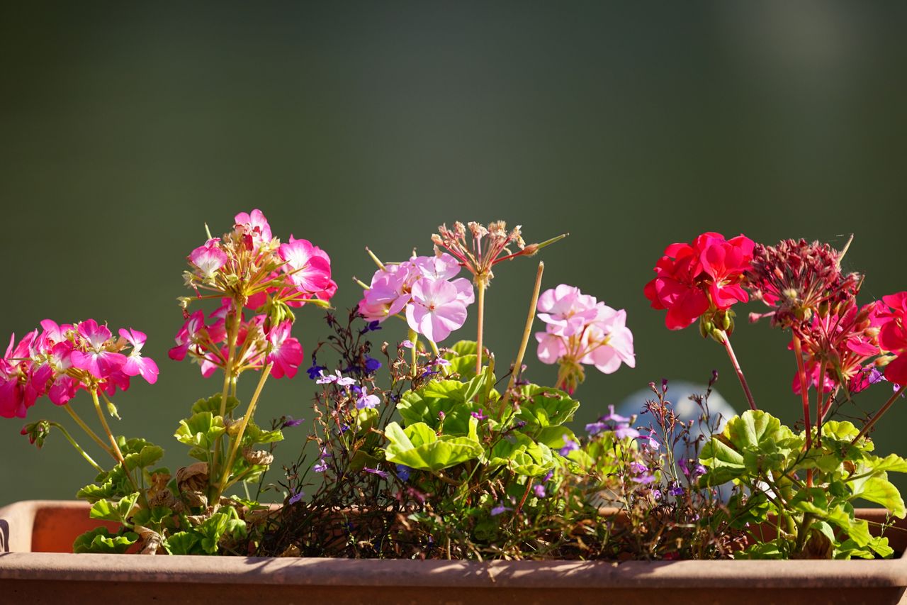 Sigma 300-600mm f/4 DG OS Sports example shot