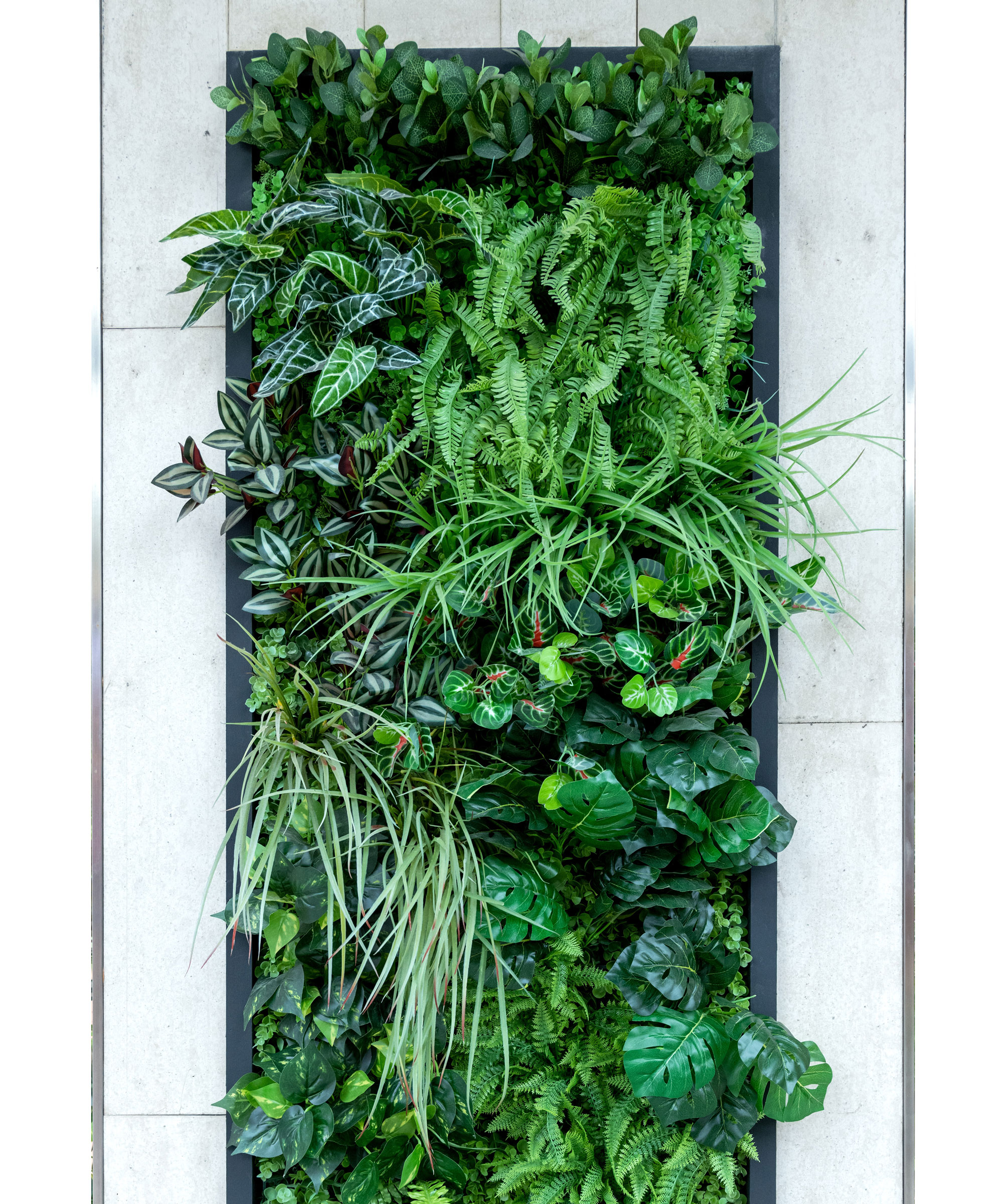 wall mounted frame of houseplants in jungle display against white wall