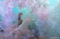 Seahorse. 