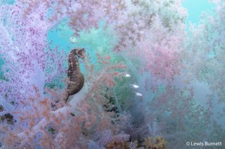 Seahorse. 