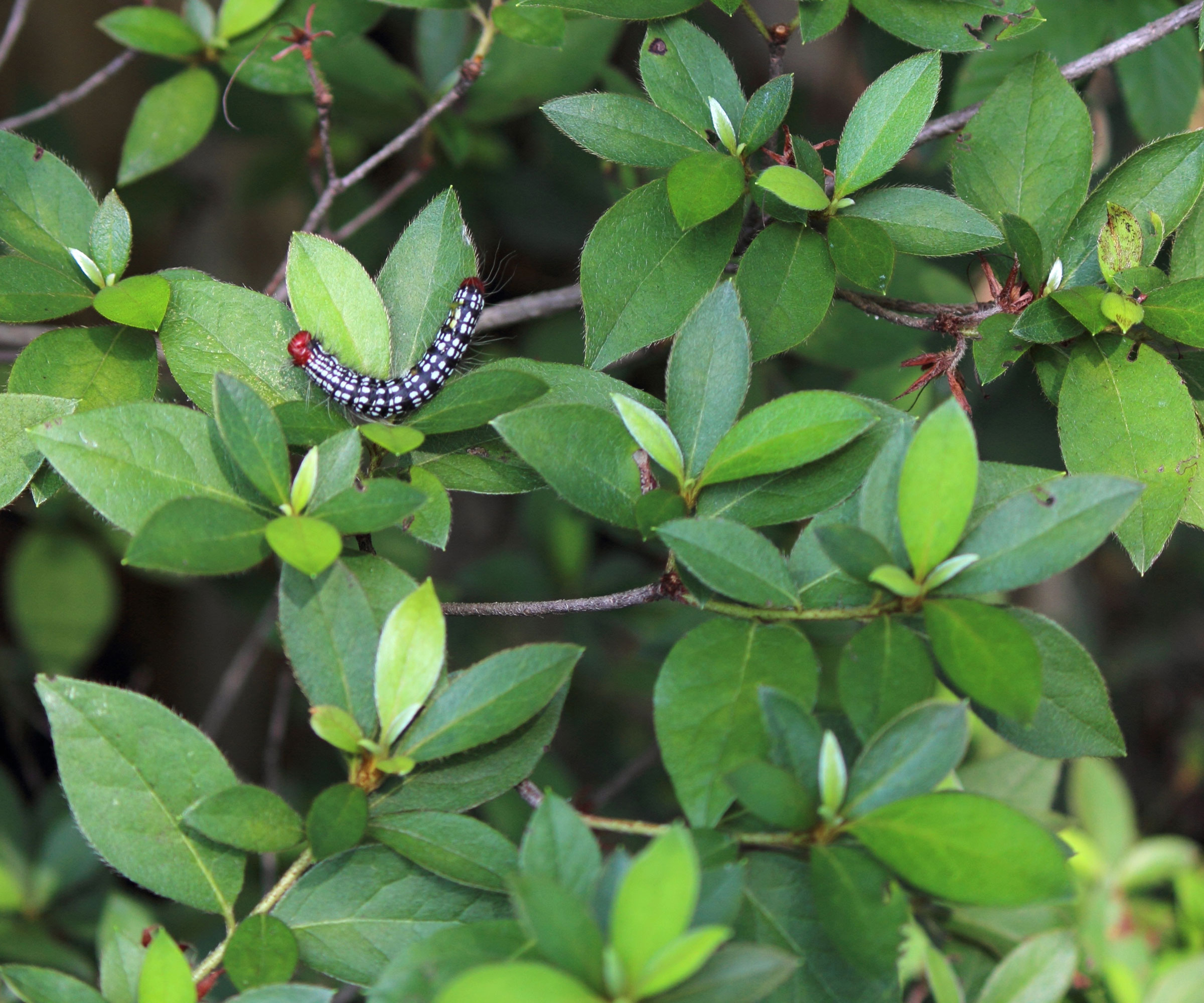 caterpillar eating leaves on azalea shrub