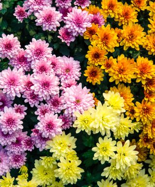 Chrysanthemum trend