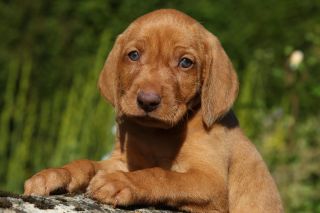 HUNGARIAN VIZSLA