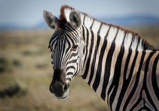 Zebra, Etosha National Park, Namibia