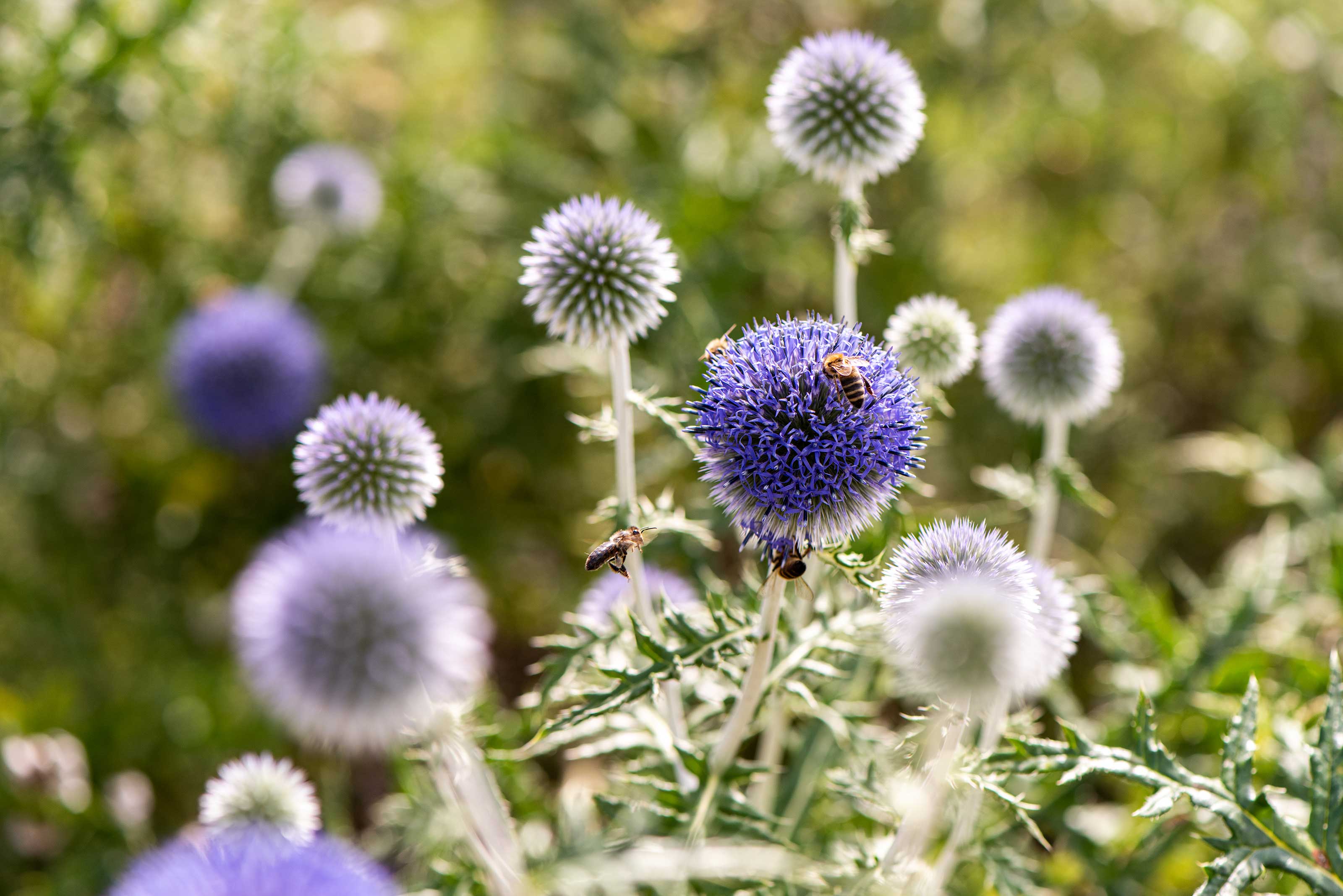 echinops as rabbit deterring plants