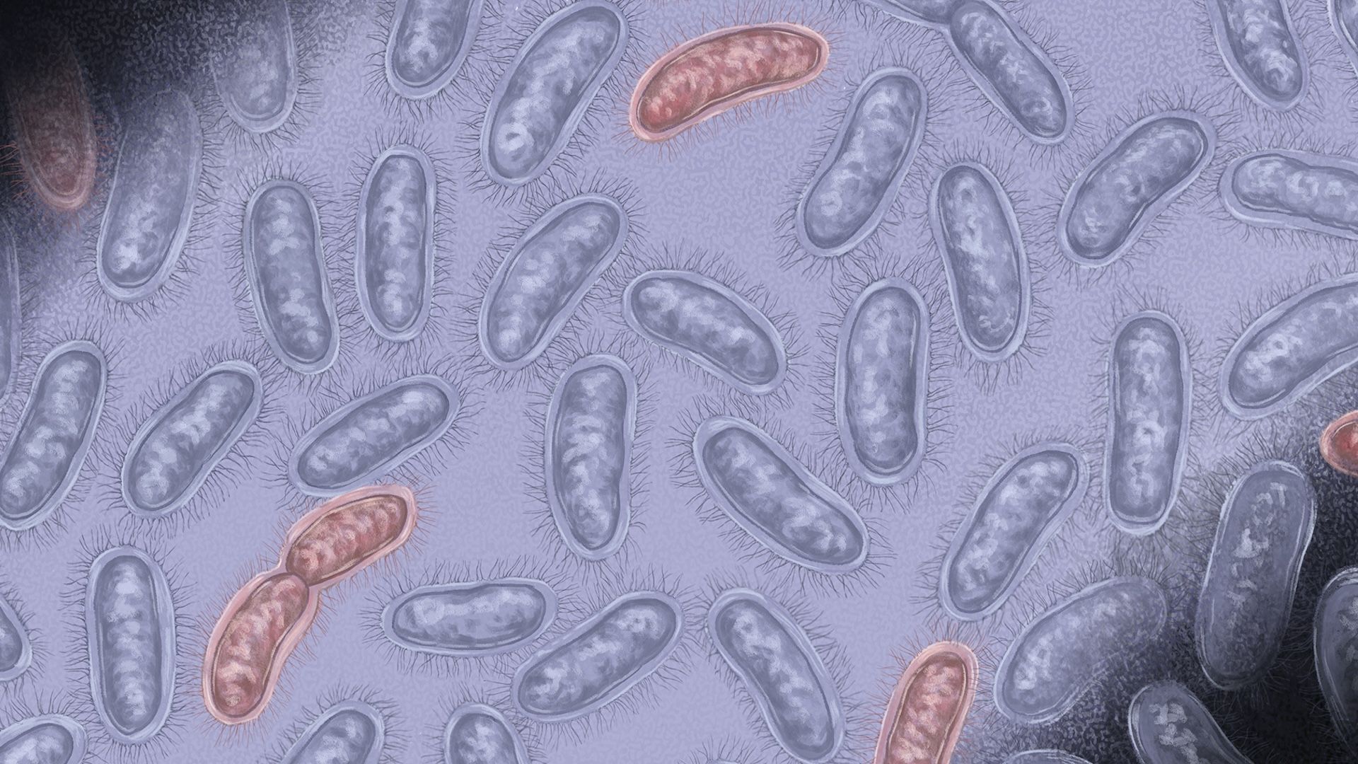 An illustration showing rod-shaped bacteria on a purple background. 