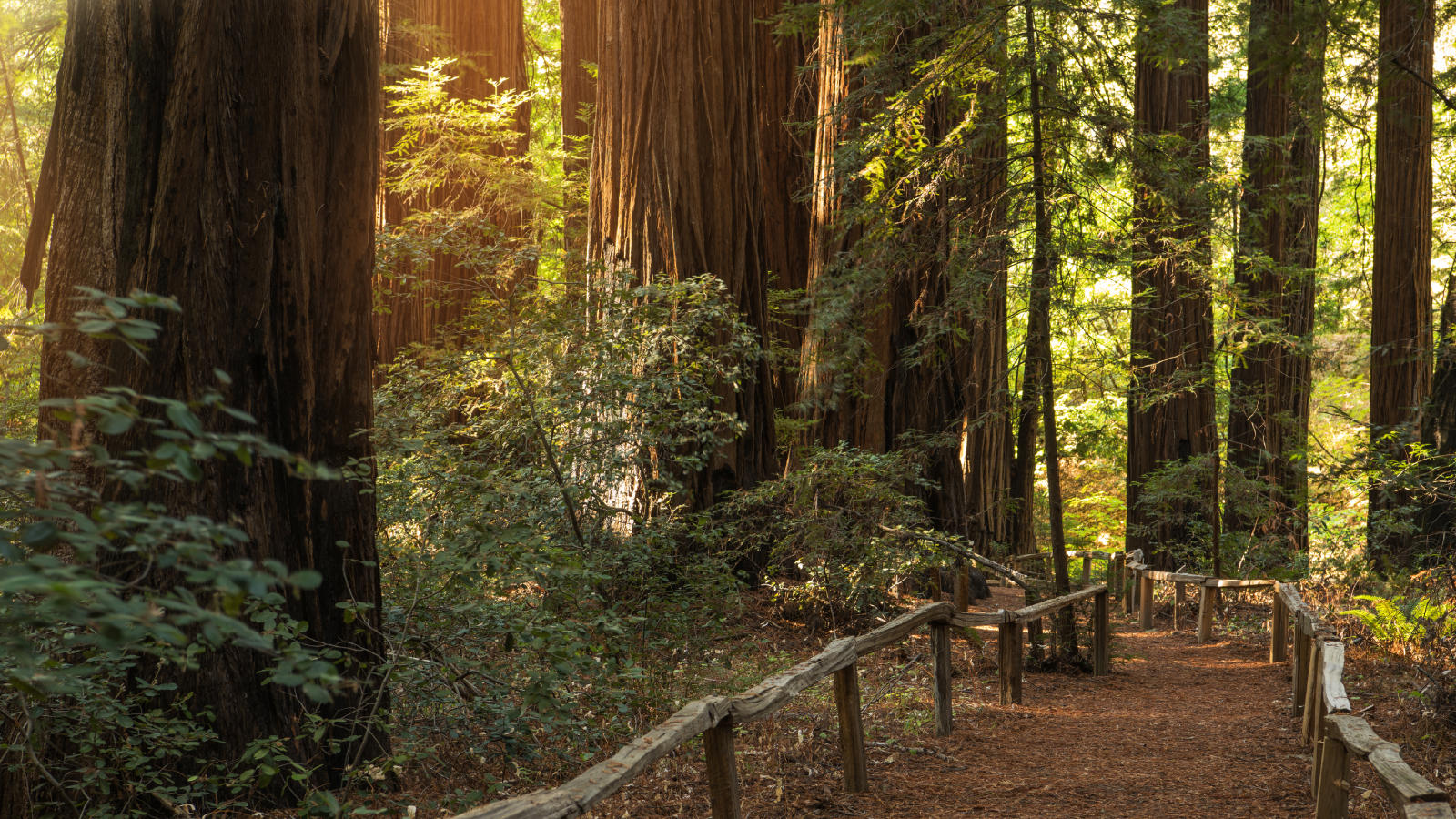 Big trees, coast redwood trees and forest path