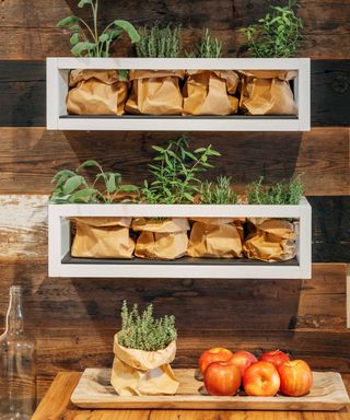 potted herbs on shelves in kitchen with apples