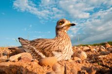 Burhinus oedicnemus — aka Stone Curlew — in its nest. Credit: Alamy