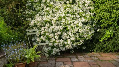 When to prune choisya mexican orange blossom choisya seat placed next to scented evergreen shrub in full flower in sheltered corner of garden