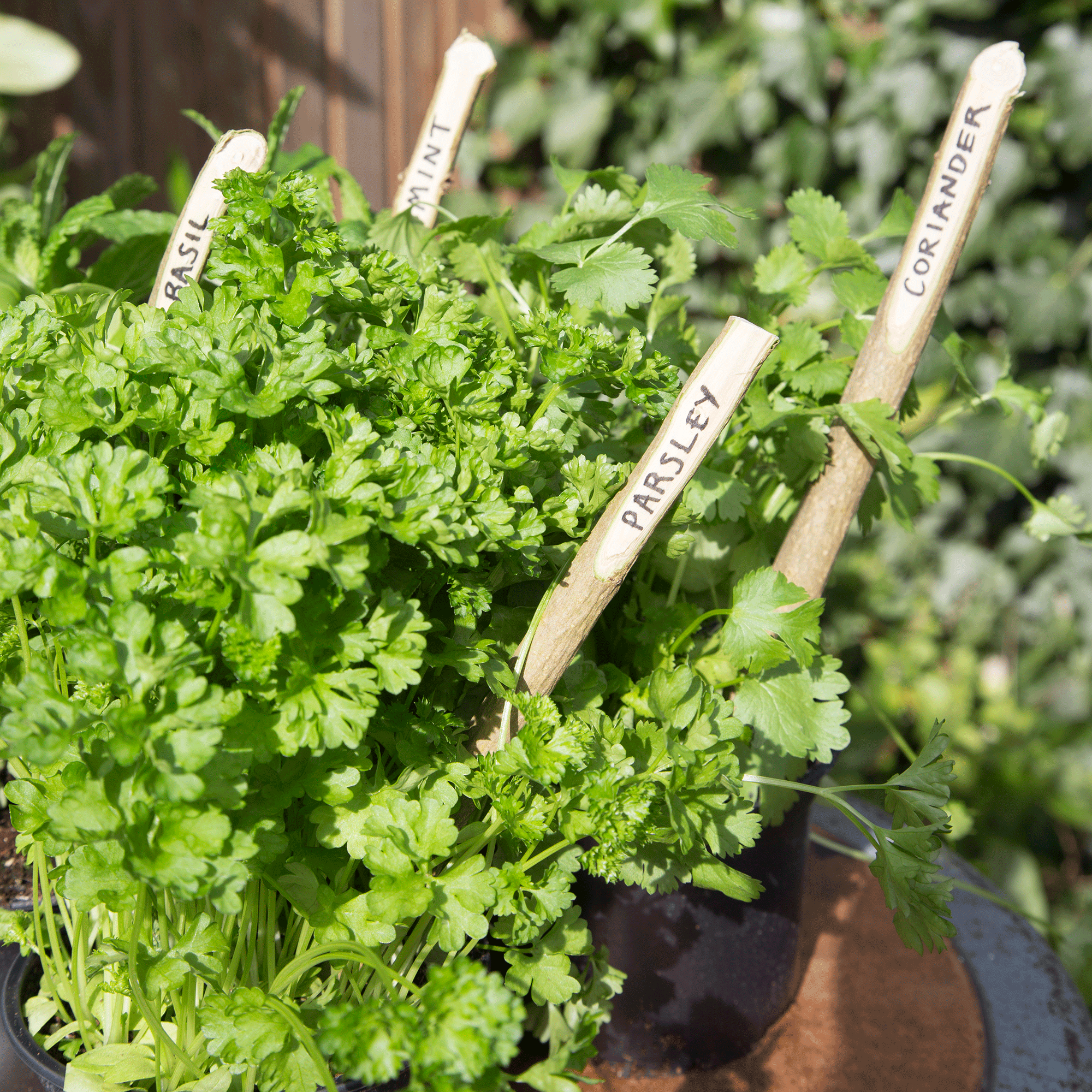 Herbs with lollipop stick markers