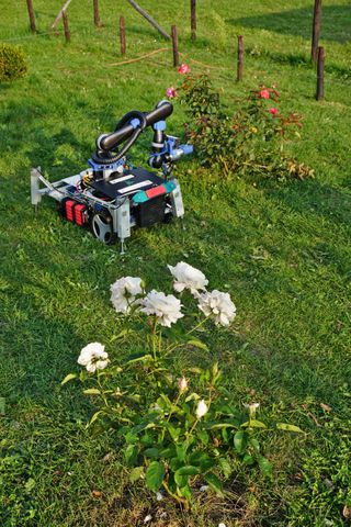 Gardening robot Trimbot gets ready to clip roses in the garden