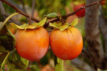 Fruit On A Persimmon Tree