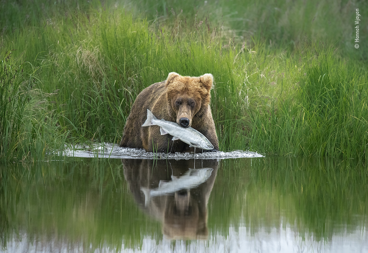 Wildlife Photographer of the Year