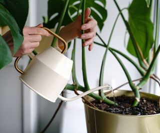 adding liquid feed to monstera houseplant with watering can