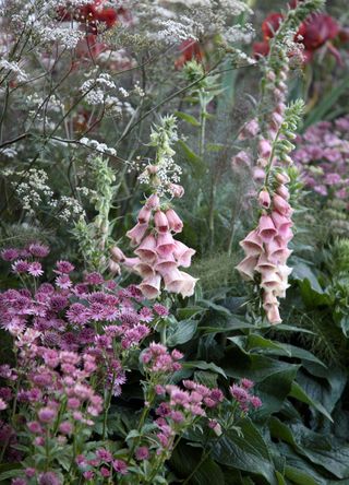 picture of fox gloves amongst other perennial herbaceous plants