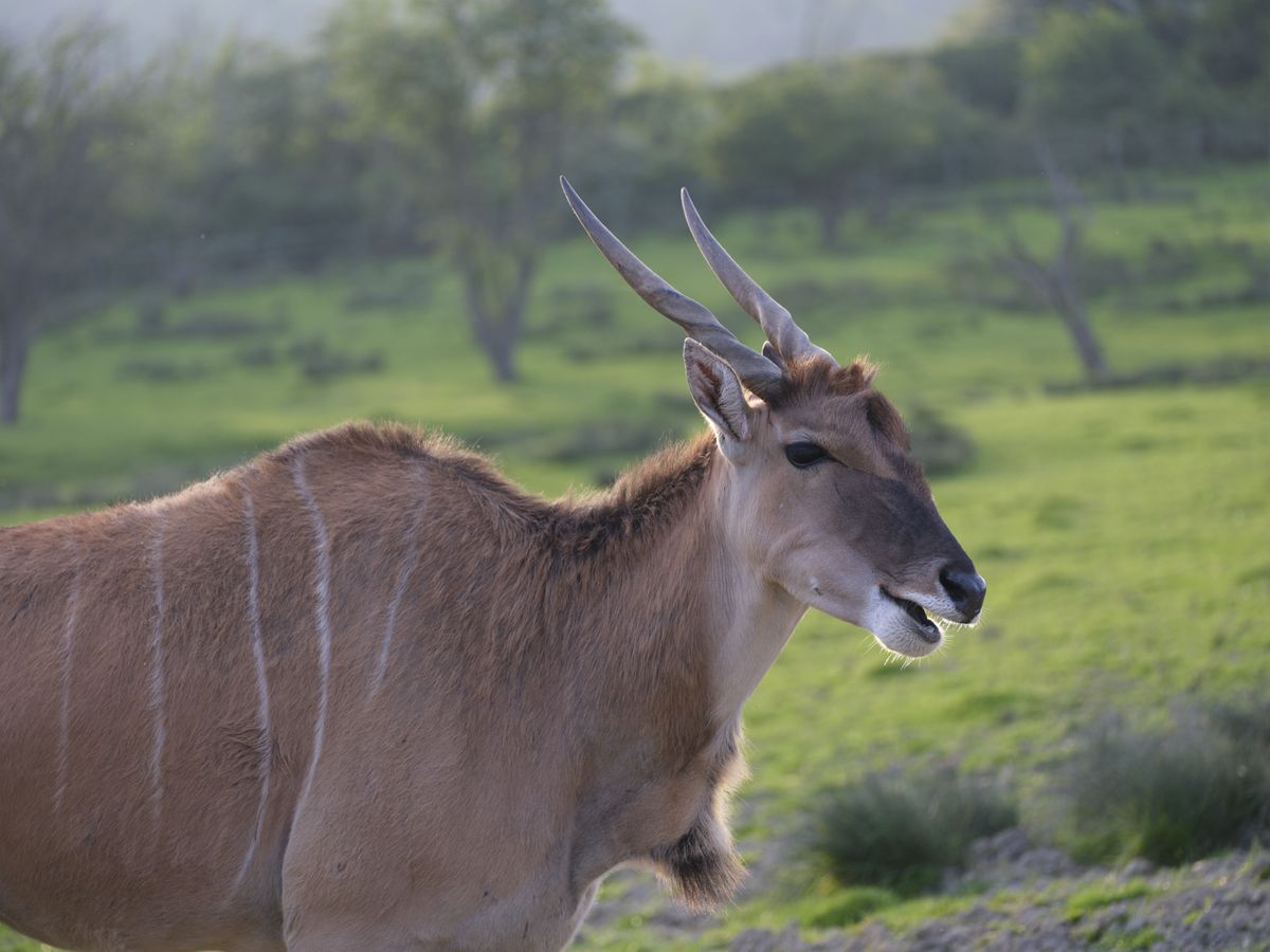 Wildlife photos taken with the Fujifilm GFX100S II