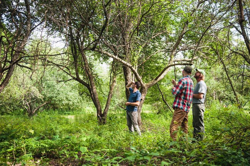 Acting on a tip, the apple hunters seek out a wild orchard deep in the forest. 