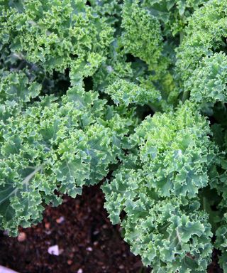 Kale in a garden