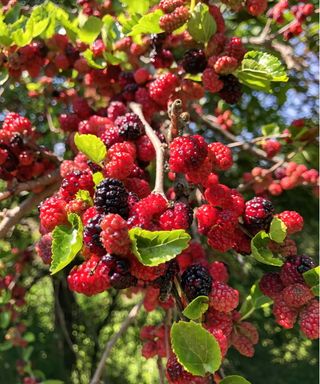 Mulberry fruit in th sun