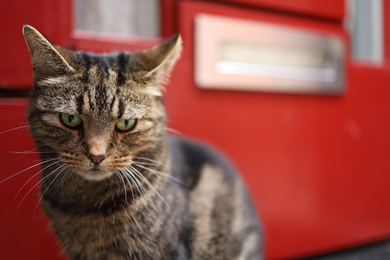 Canon EOS RP sample image gallery