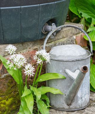 Filling watering can using rainwater collected in a rain barrel