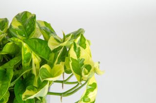 Lemon meringue pothos leaves