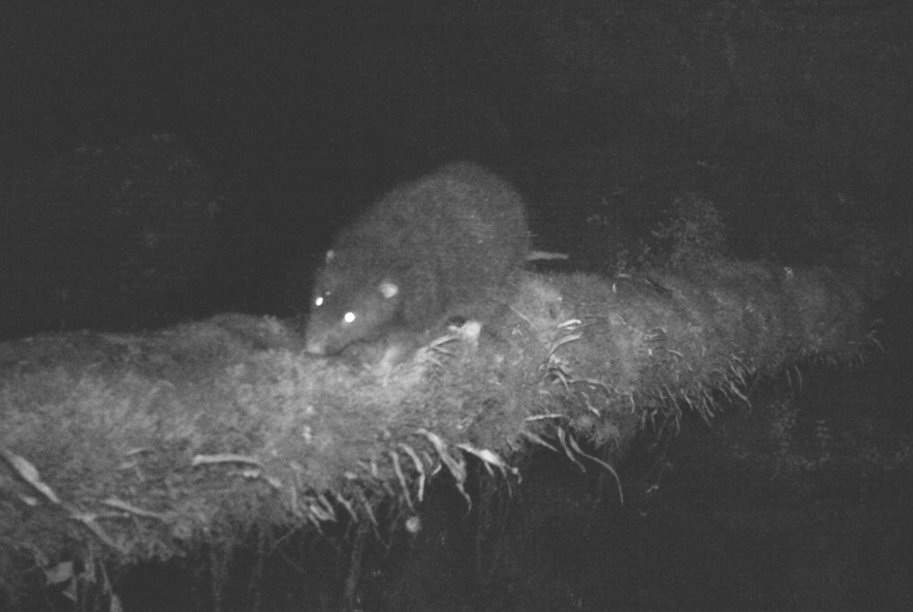 Screengrab rekaman video spesies tikus wol berjalan di cabang saat gelap.