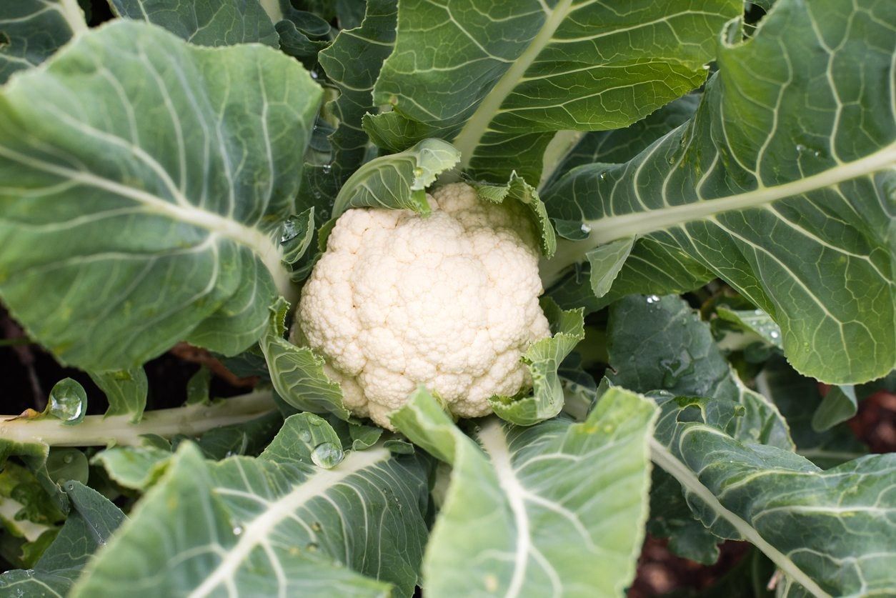 Cauliflower Plant