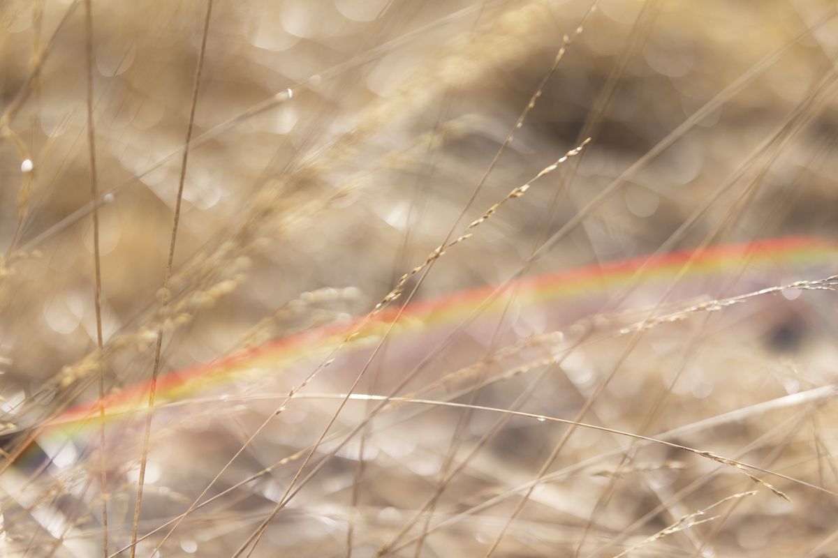 Sigma 56mm F1.4 DC DN Contemporary image gallery: close up of grass blades, lens flare present